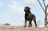CANE CORSO 365